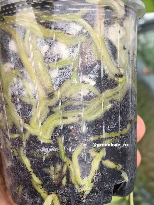Image of an Anthurium RDVP Mint roots