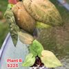 Image of an Anthurium RDVP Mint