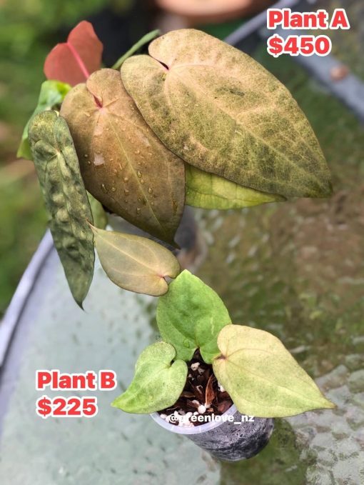 Image of an Anthurium RDVP Mint