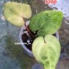Image of an Anthurium RDVP Mint