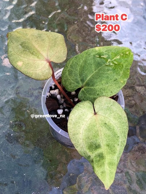 Image of an Anthurium RDVP Mint