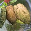 Image of an Anthurium RDVP Mint