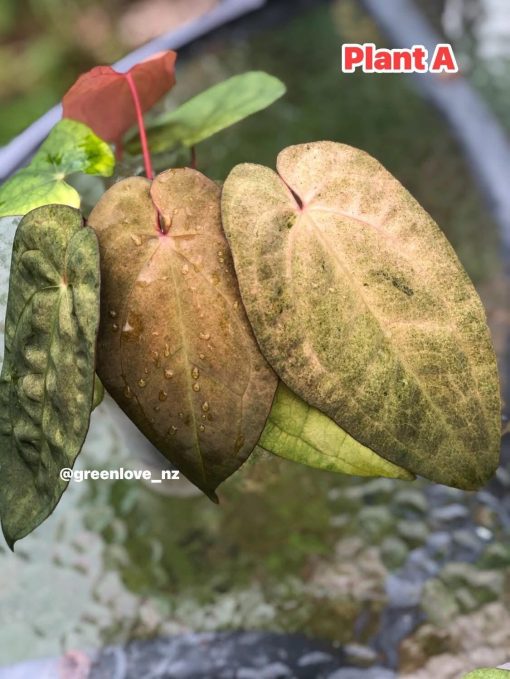 Image of an Anthurium RDVP Mint