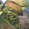 Image of an Anthurium RDVP Mint