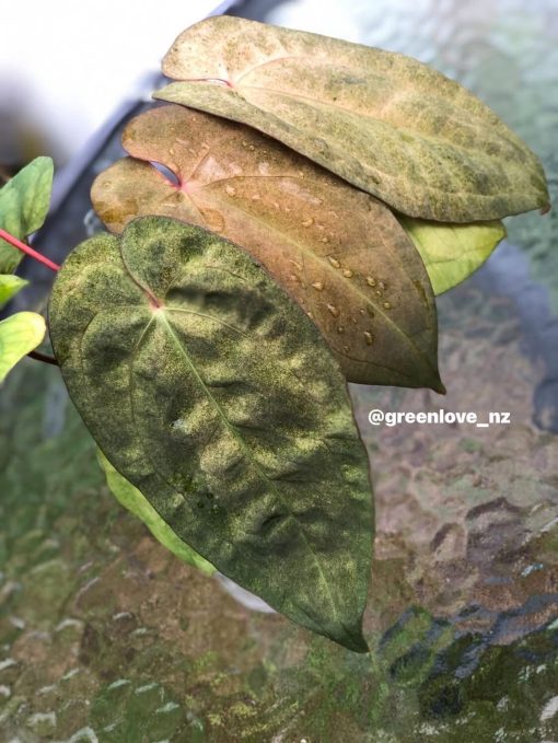 Image of an Anthurium RDVP Mint