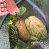 Image of an Anthurium RDVP Mint