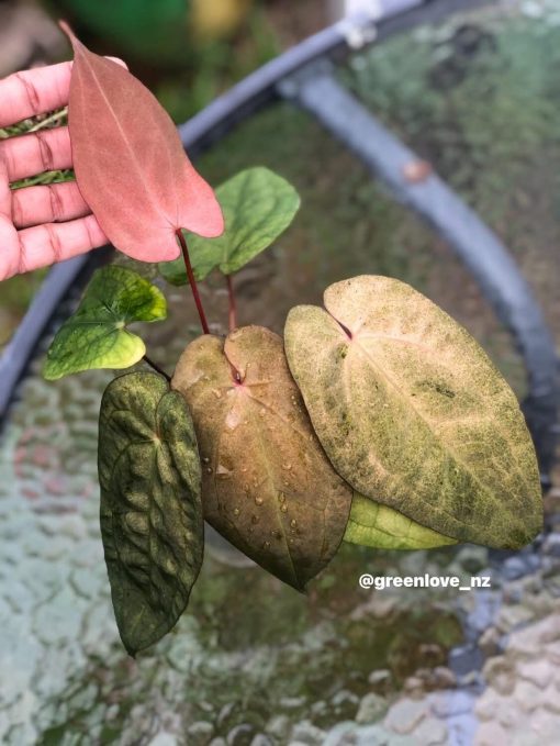 Image of an Anthurium RDVP Mint