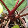 Image of an Anthurium RDVP Mint in full detail