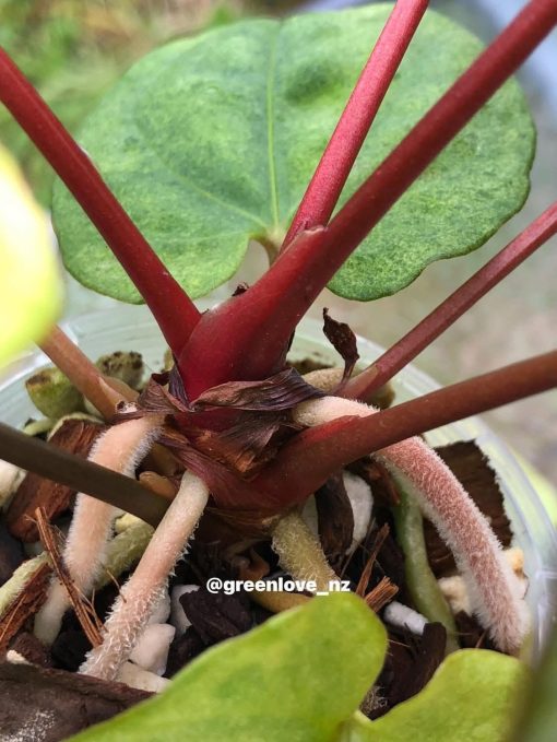 Image of an Anthurium RDVP Mint in full detail