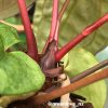 Image of an Anthurium RDVP Mint