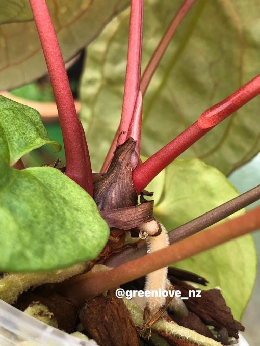 Image of an Anthurium RDVP Mint
