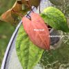 Image of an Anthurium RDVP Mint