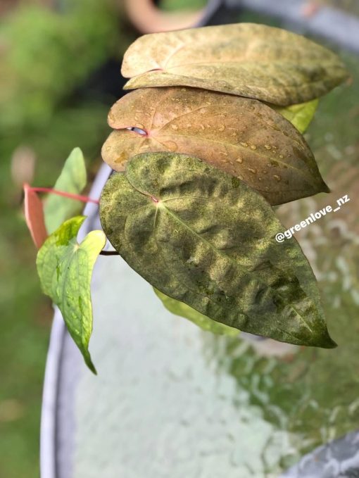 Image of an Anthurium RDVP Mint