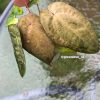 Image of an Anthurium RDVP Mint