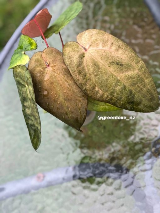 Image of an Anthurium RDVP Mint