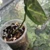Image of an Anthurium Clarinervium Variegated