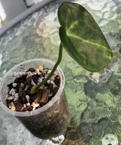 Image of an Anthurium Clarinervium Variegated