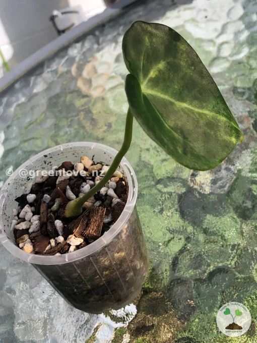 Image of an Anthurium Clarinervium Variegated