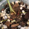 Image of the new growths of an Anthurium Clarinervium Variegated