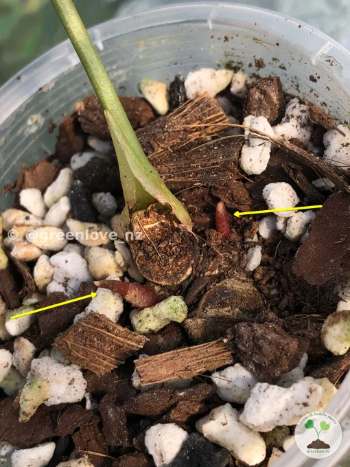 Image of the new growths of an Anthurium Clarinervium Variegated