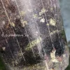 Image of roots of an Anthurium Clarinervium Variegated