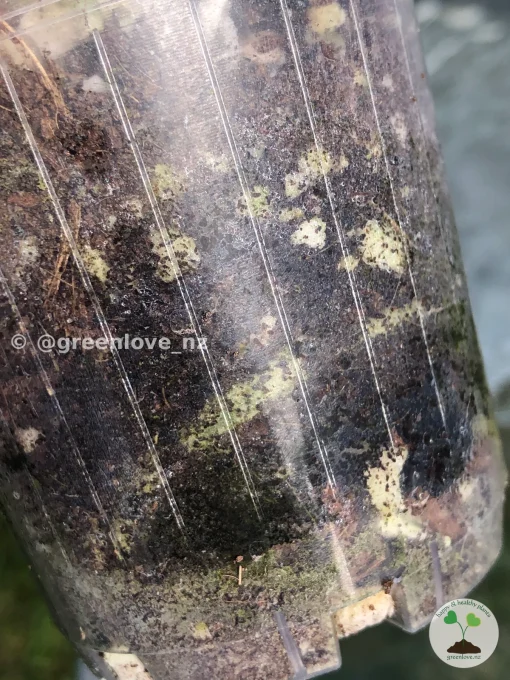 Image of roots of an Anthurium Clarinervium Variegated