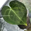 Image of an Anthurium Clarinervium Variegated