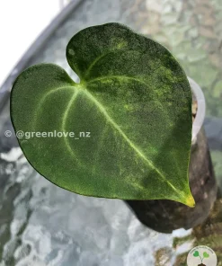 Image of an Anthurium Clarinervium Variegated