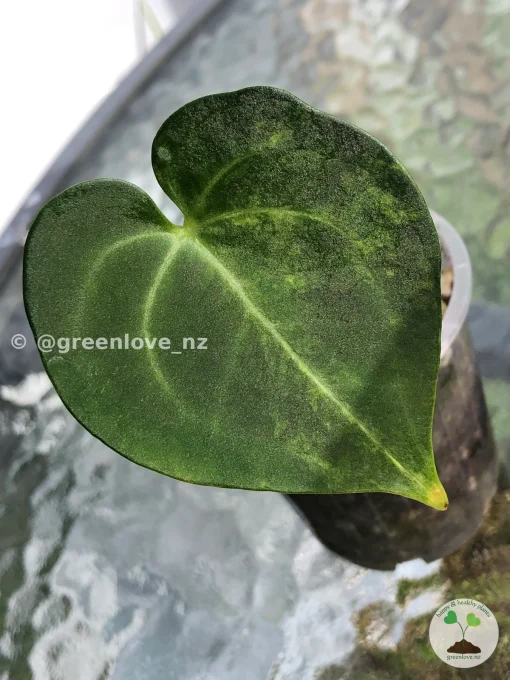 Image of an Anthurium Clarinervium Variegated