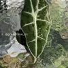 Amazonica Pink Variegated