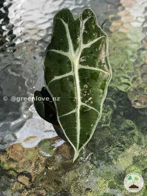Amazonica Pink Variegated