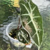 Amazonica Pink Variegated
