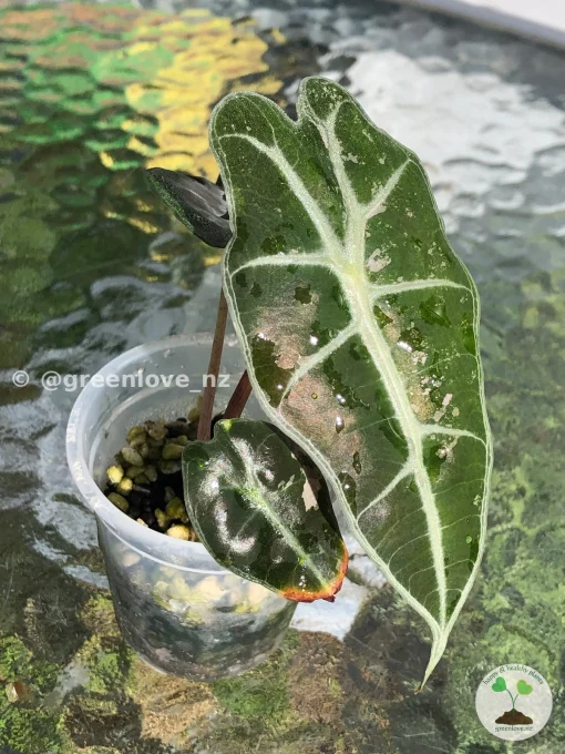 Amazonica Pink Variegated