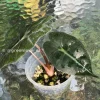 Amazonica Pink Variegated