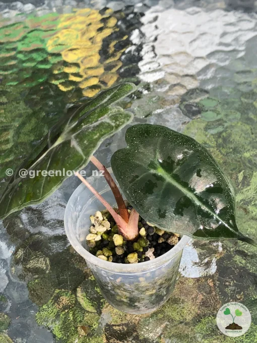 Amazonica Pink Variegated