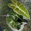 Amazonica Pink Variegated