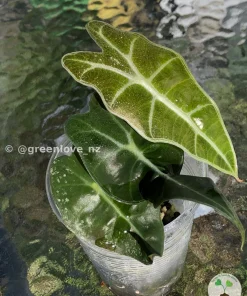 Amazonica Pink Variegated