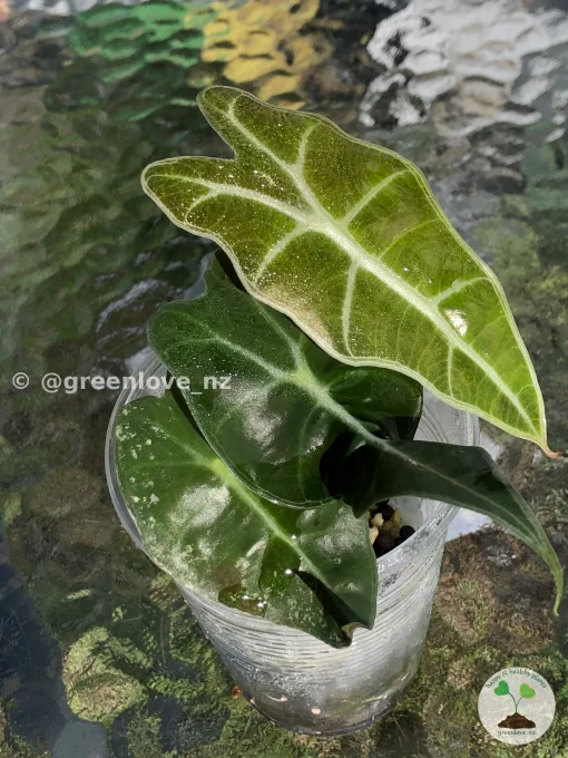 Amazonica Pink Variegated