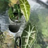 Amazonica Pink Variegated