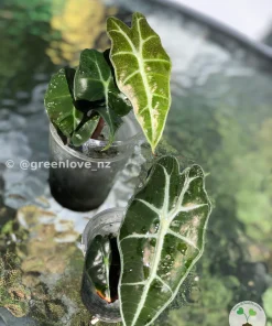 Amazonica Pink Variegated