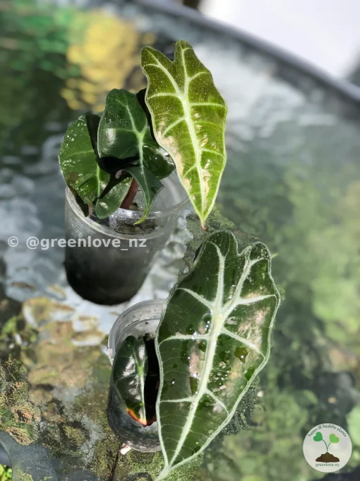 Amazonica Pink Variegated