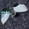 Variegated Chiapense
