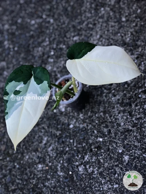 Variegated Chiapense