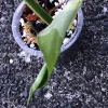 Variegated Chiapense
