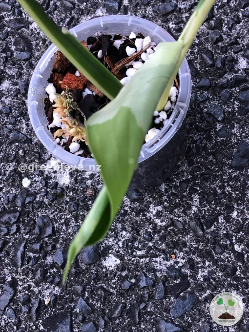 Variegated Chiapense