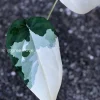 Variegated Chiapense