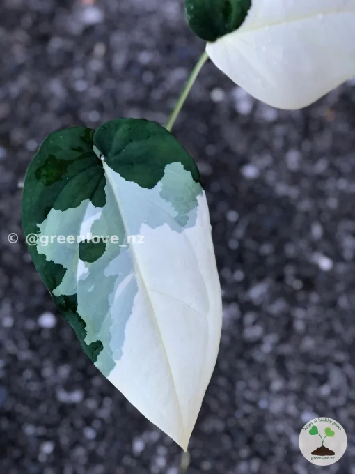 Variegated Chiapense
