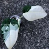 Variegated Syngonium Chiapense
