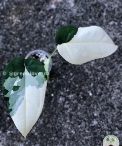 Variegated Syngonium Chiapense
