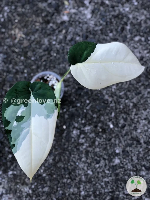 Variegated Syngonium Chiapense